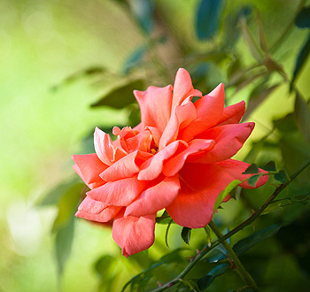 轰炸手机号在线使用