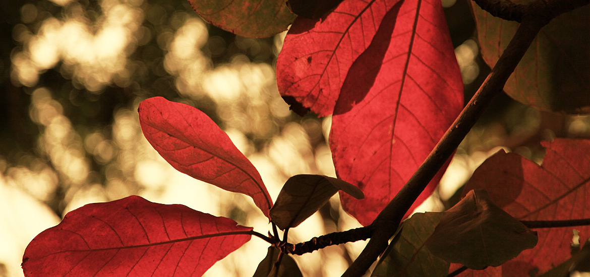 免费用虚拟号码发电话